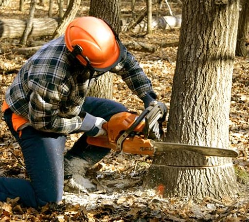 Tree Removal in Wren, OH